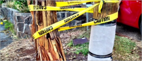 An unprotected pole destroyed by termites next to a protected pole